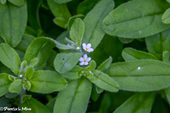 Lithospermum matamorense
