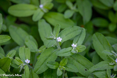 Lithospermum matamorense