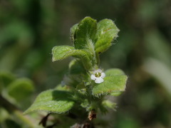 Minthostachys mollis