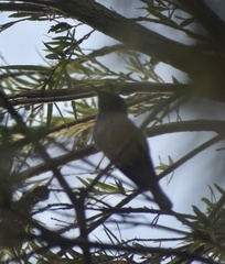 Lichmera indistincta