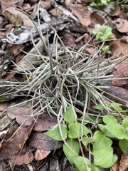 Tillandsia recurvata