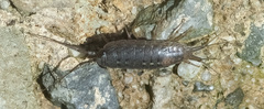 Ligia occidentalis