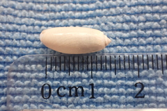 Acteocina culcitella