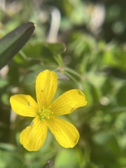 Oxalis texana