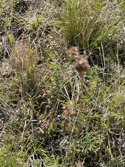 Juncus megacephalus