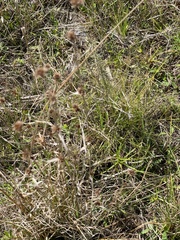 Juncus megacephalus