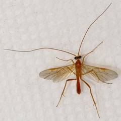 Austrozele