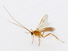 Austrozele
