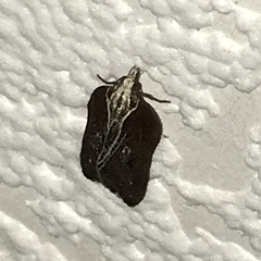Acleris cristana