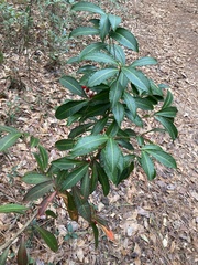 Ardisia crenata