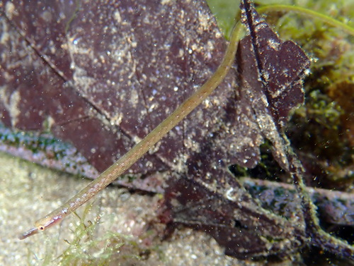 Spotted pipefish (Nerophis maculatus) — Syngnathidae — 2