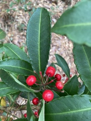 Ardisia crenata