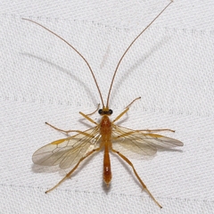 Austrozele