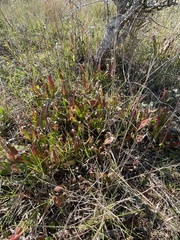 Sarracenia minor