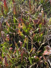 Sarracenia minor
