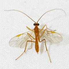 Austrozele