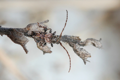 Pogonocherus hispidus