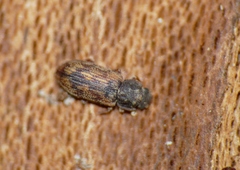 Synchita variegata