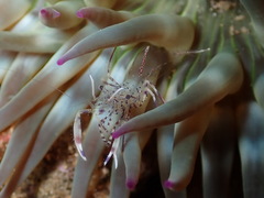 Periclimenes aegylios