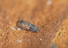 Synchita variegata