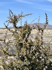 Condalia warnockii