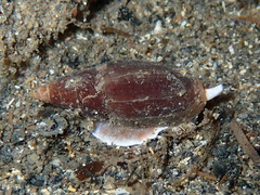 Episcomitra cornicula