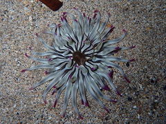 Condylactis aurantiaca