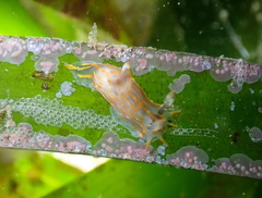 Polycera quadrilineata