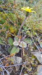 Brachyglottis bellidioides