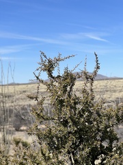 Condalia warnockii