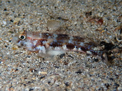 Gobius roulei