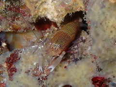 Gnathophyllum elegans