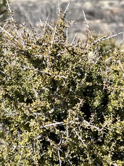 Condalia warnockii