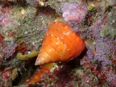 Calliostoma conulus