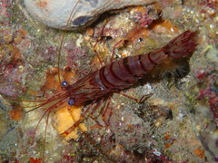 Palaemon serratus