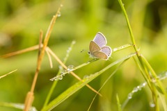 Cupido comyntas texana