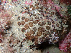 Cladocora caespitosa