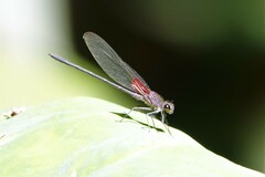 Hetaerina vulnerata