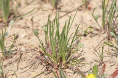 Plantago erecta