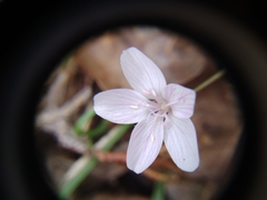 Claytonia virginica