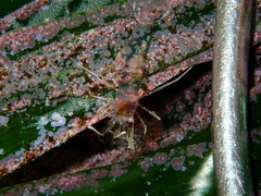 Periclimenes amethysteus