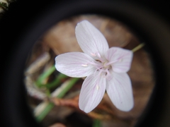 Claytonia virginica
