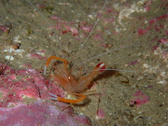 Stenopus spinosus