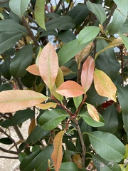 Photinia