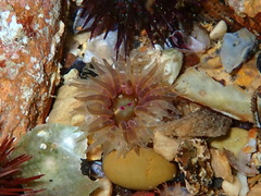 Aulactinia verrucosa