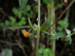 Galium hypocarpium
