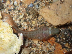 Lepadogaster candolii