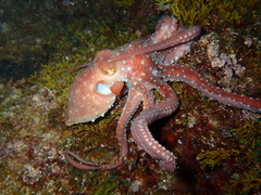 Callistoctopus macropus