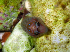Lepadogaster lepadogaster