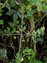 Galium hypocarpium